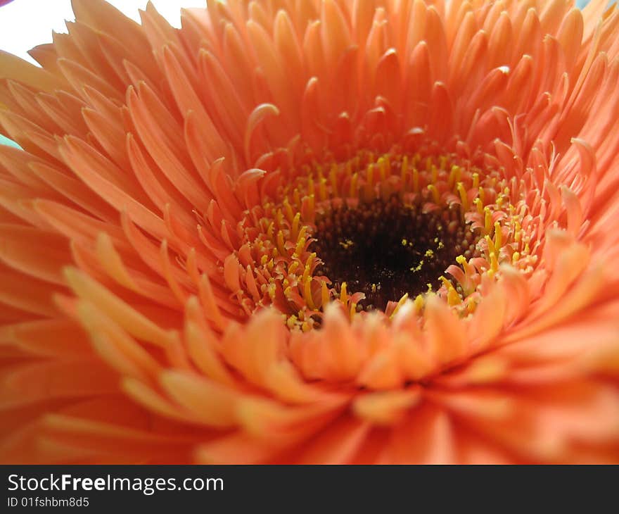 A macro image of an orange flower. A macro image of an orange flower.