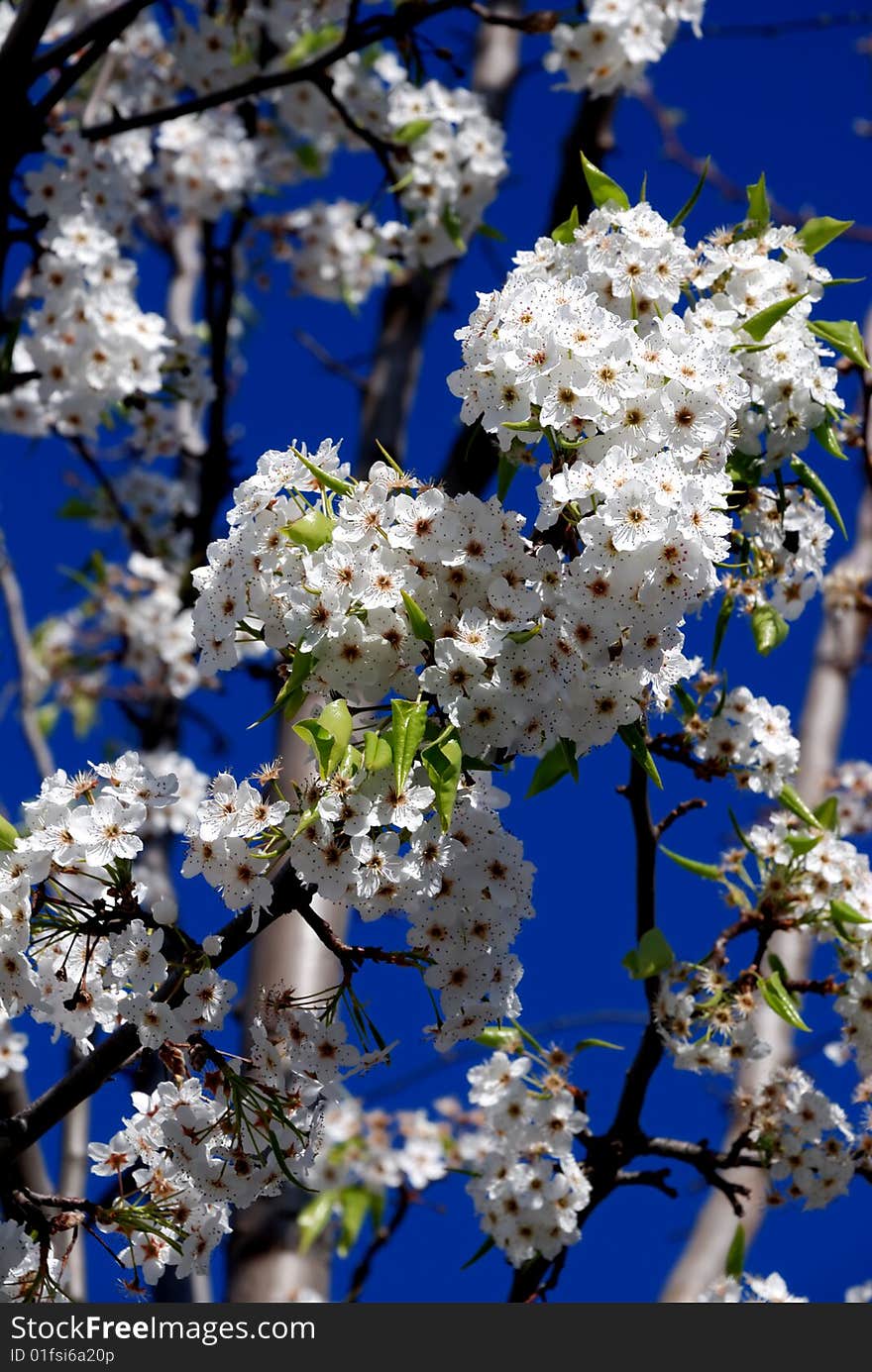 Plum flowers under the sun.