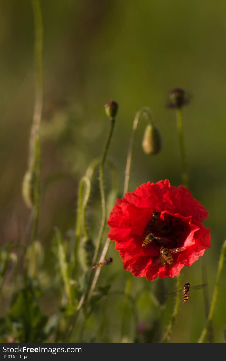Red poppy flowers with green background
