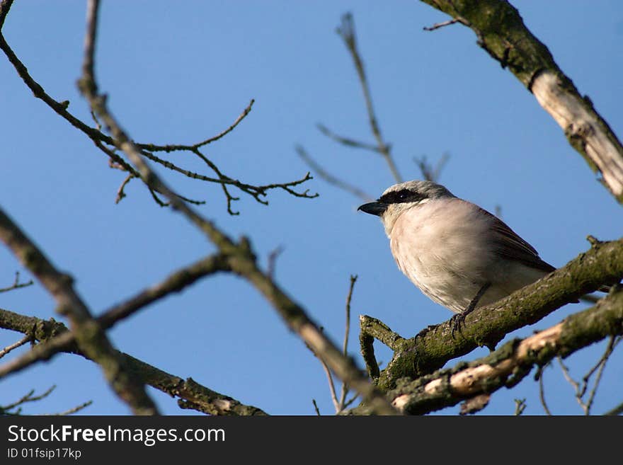 Butcherbird