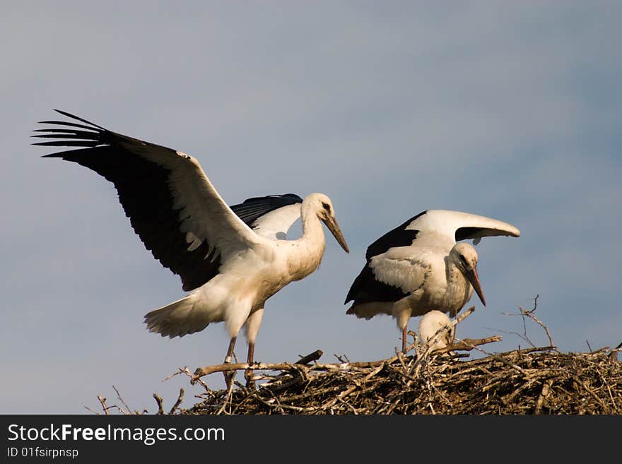 White stork