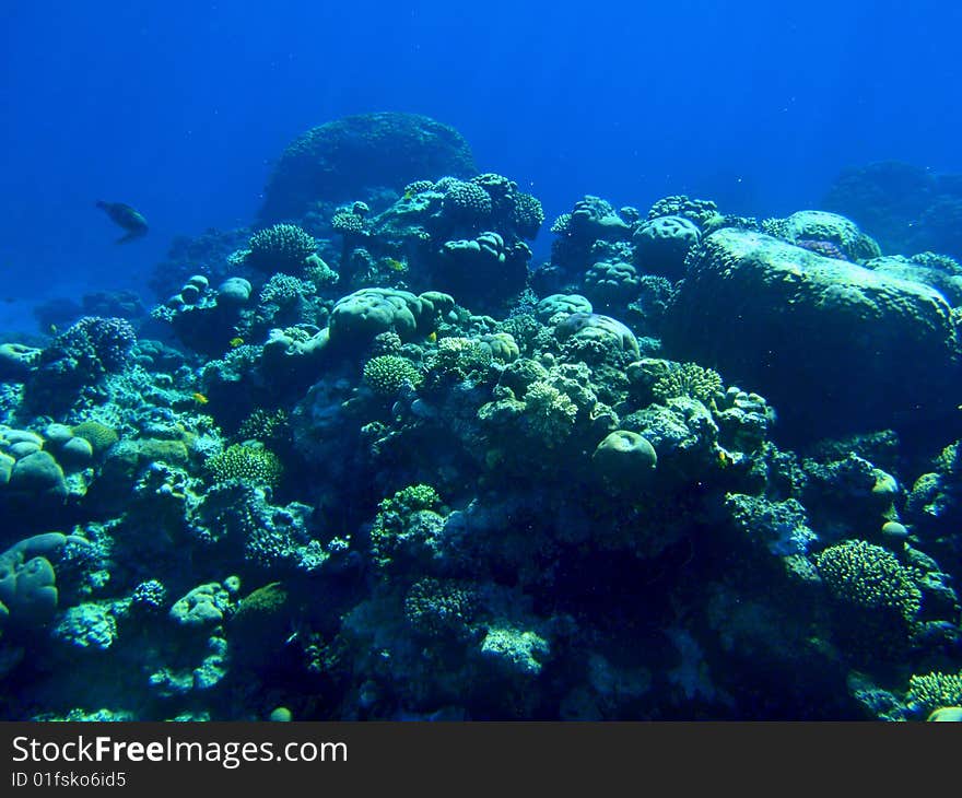 Colorful corals in the Red Sea, Egypt