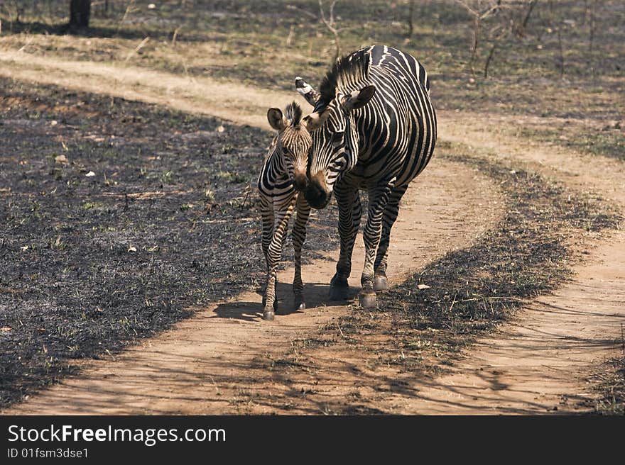 A zebra mother with her cub. A zebra mother with her cub.