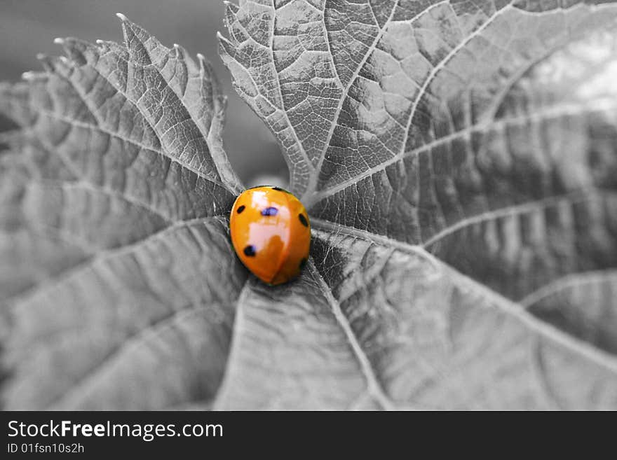 Ladybug On A Leaf