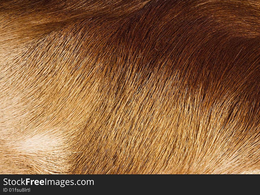 Abstract patterns in a closeup view of springbok animal fur. Abstract patterns in a closeup view of springbok animal fur