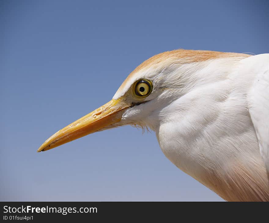 Cattle egret