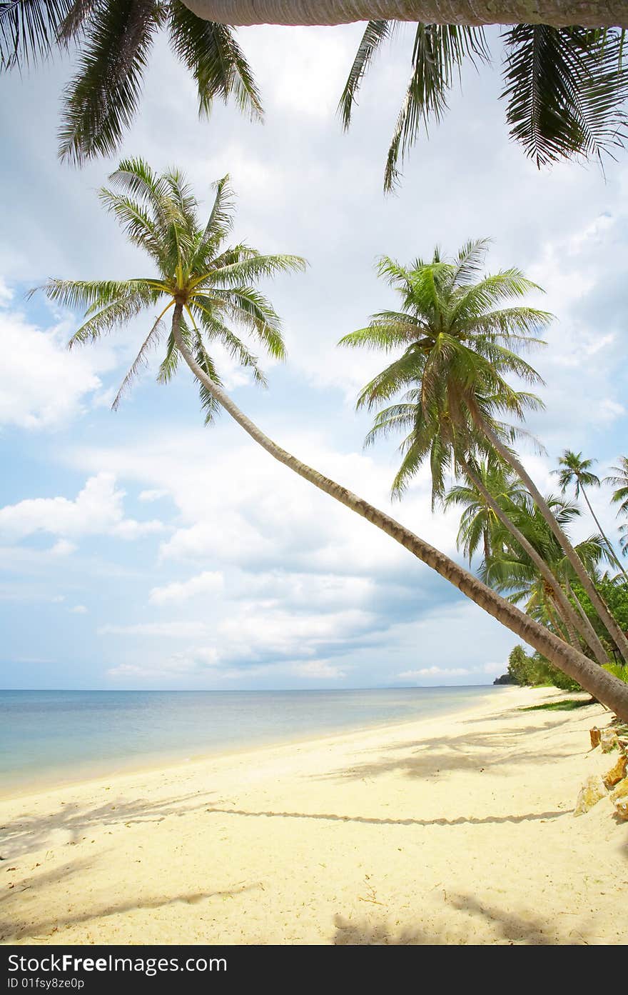 View of nice tropical empty sandy beach with some palm. View of nice tropical empty sandy beach with some palm