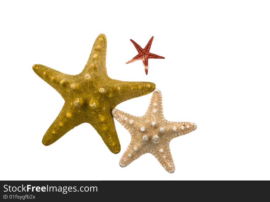 Three different starfish isolated on white background and copy space for text