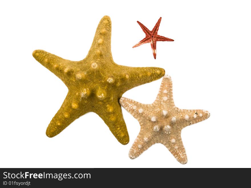 Close up of three starfish small,bigger,biggest isolated on white background. Close up of three starfish small,bigger,biggest isolated on white background