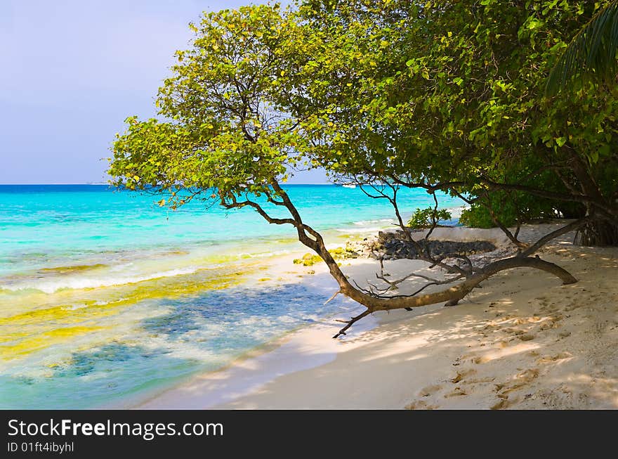 Tree on tropical beach, abstract nature background