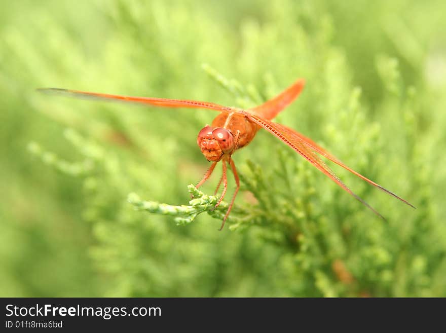 Red-Orange Dragonfly on Green Juniper