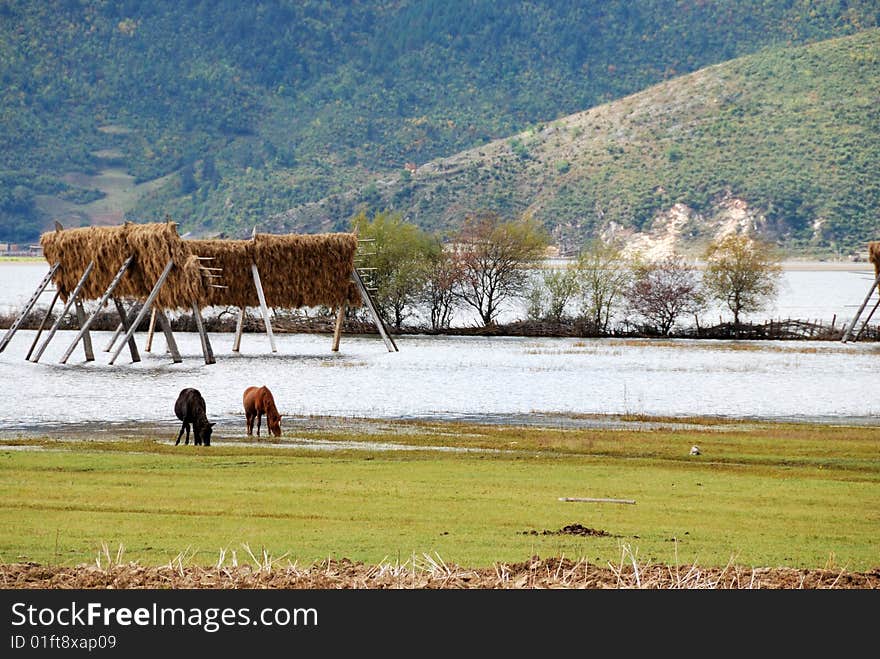 Lijiang is a beautiful shining jewel on the Northwest Yunnan Plateau neighboring the southeast side of the Tibetan Plateau which is considered to be the Roof of the World. It is impressive because of its scenery and lush vegetation。 Lugu Lake, the cultural cradle of the Matriarchy of the Yongning Mosuo people in Ninglang.