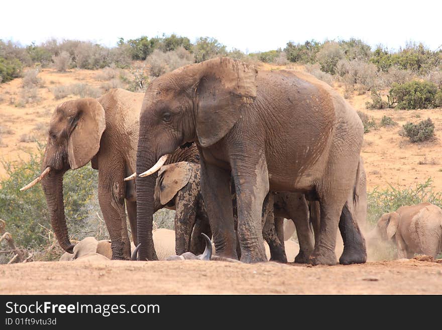 Two bull elephants with a young calf in between