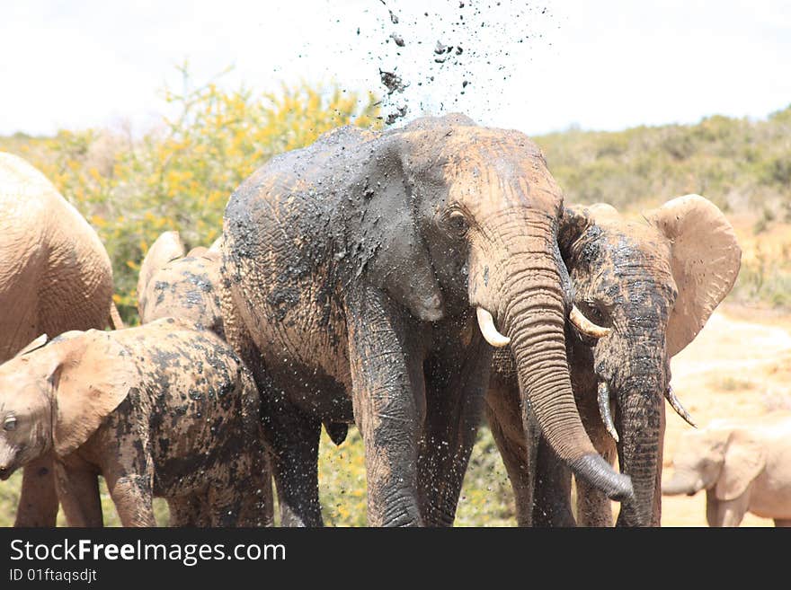 A herd of elephants playing in the mud. A herd of elephants playing in the mud