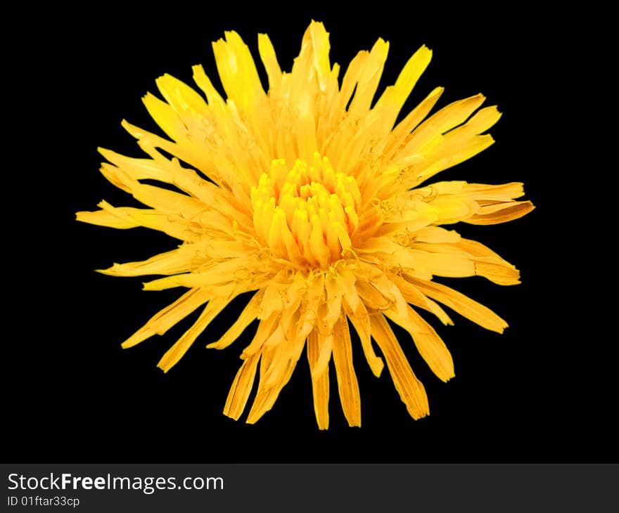 Dandelion flower