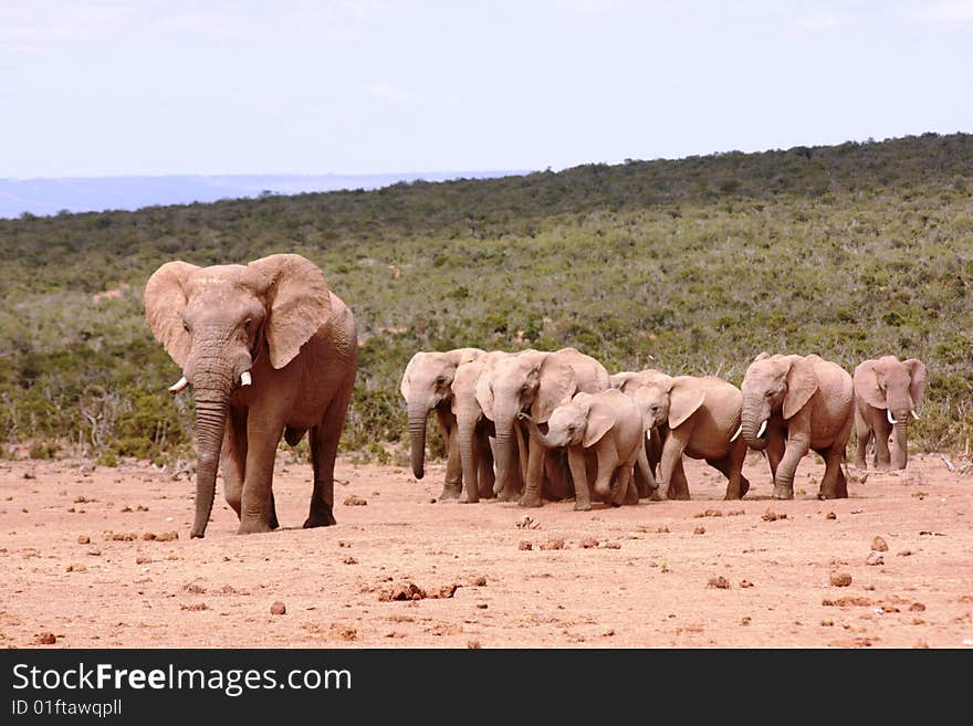 A herd of elephants walking to a waterhole