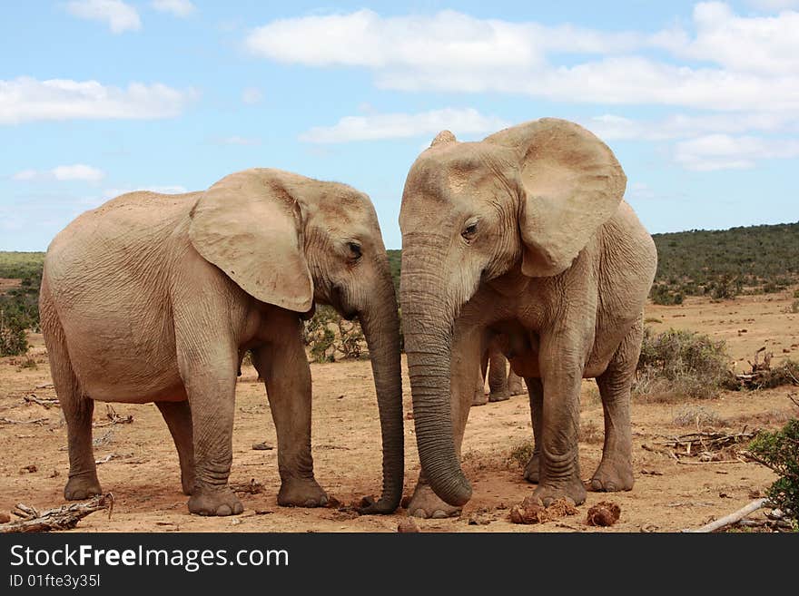 Two female elephants, or cows, standing very close to each other under a blue sky. Two female elephants, or cows, standing very close to each other under a blue sky