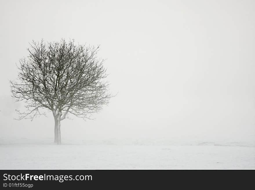 Lonely tree in a white landscape. Lonely tree in a white landscape