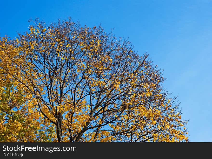 Autumn foliage against the sky