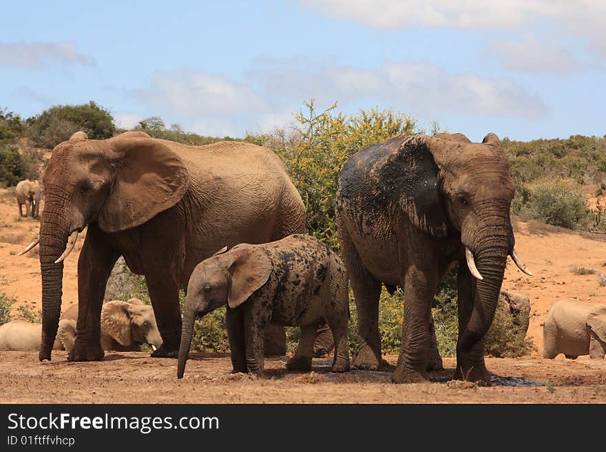 Three elephants playing near a waterhole and getting all muddy. Three elephants playing near a waterhole and getting all muddy