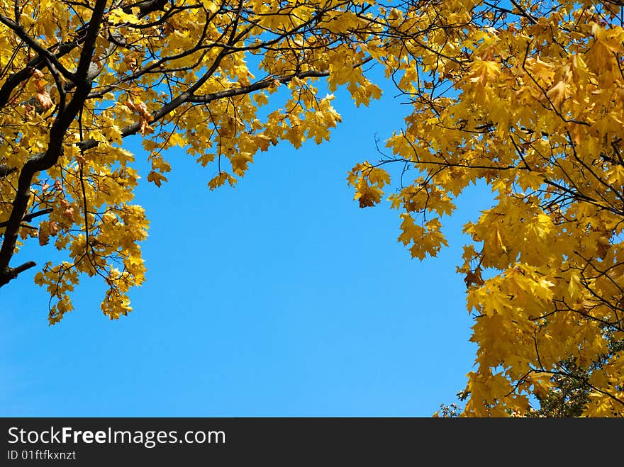 Autumn foliage against the sky