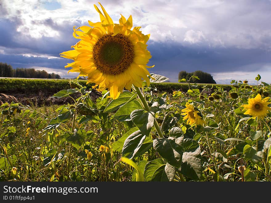 Bright yellow sunflowers on a background of the sky