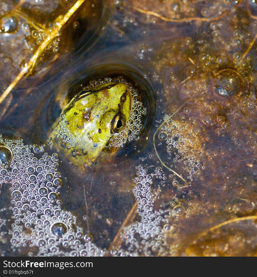 Frog waiting on an insect to catch