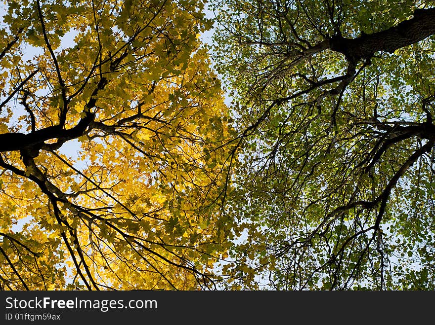 Autumn fall crown of a tree