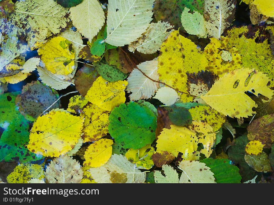 Autumn leaves on the water