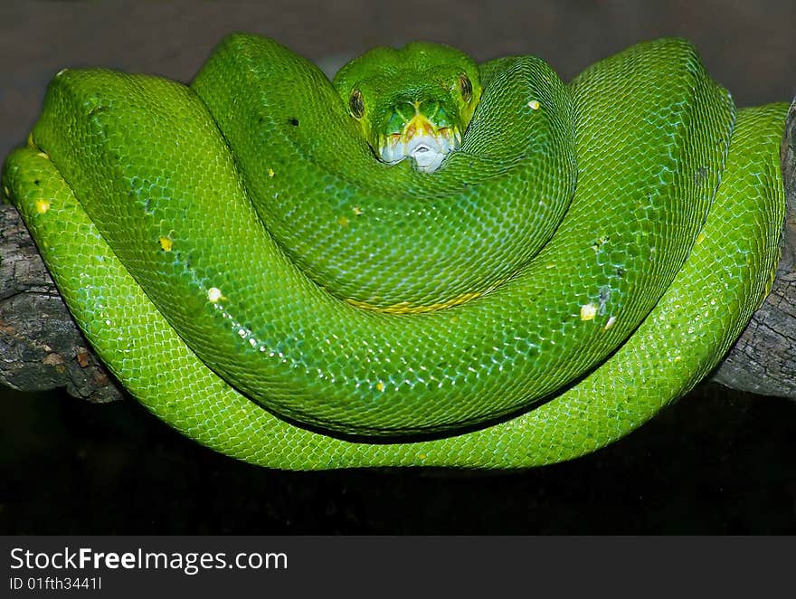 Green Tree Python