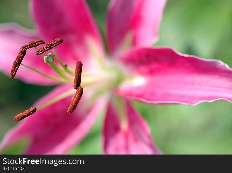 Pink orchid