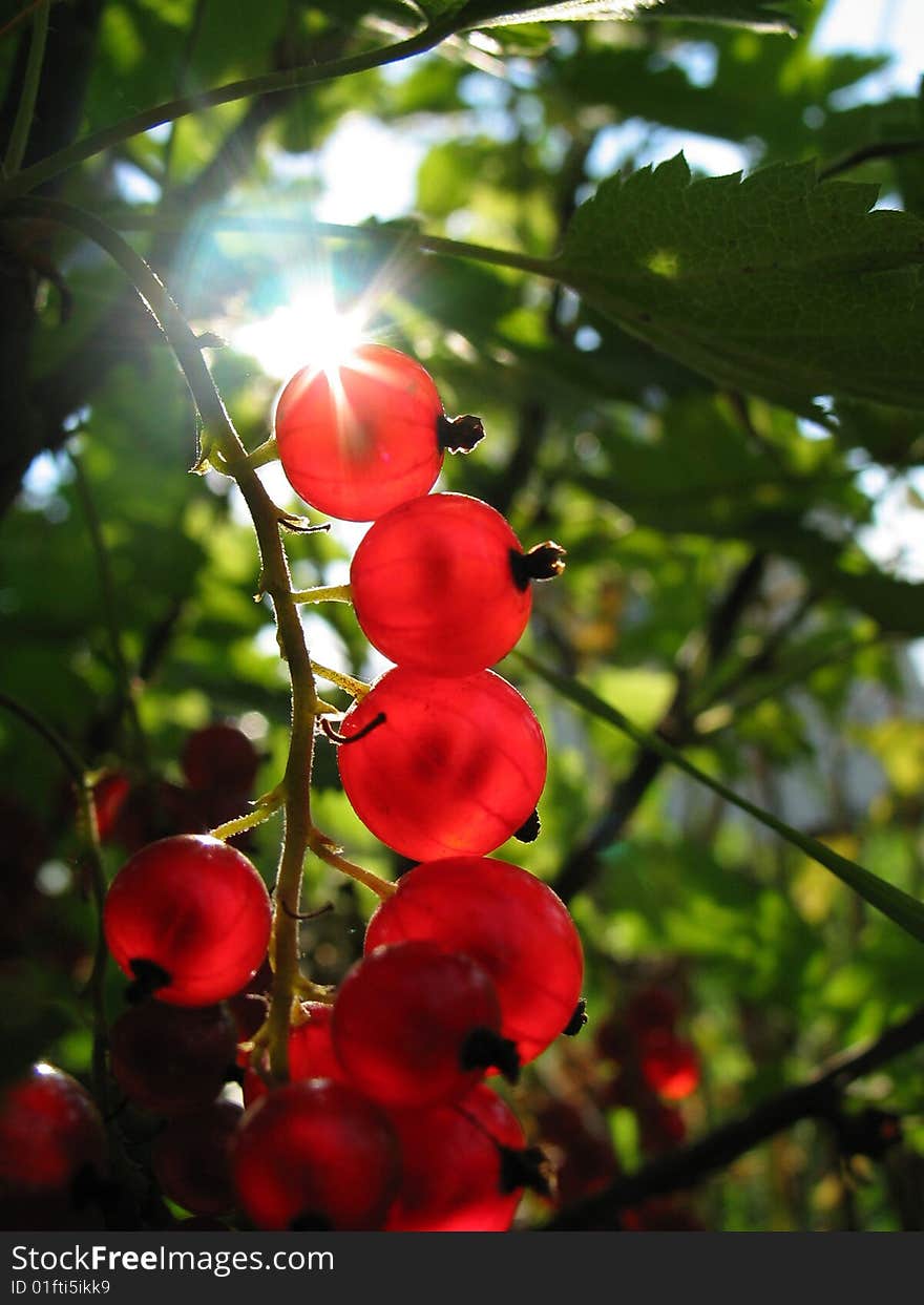 Red currant lit by sun rays closeup. Red currant lit by sun rays closeup