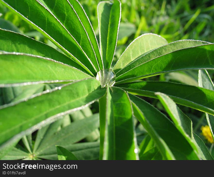 Green plant with water dprop