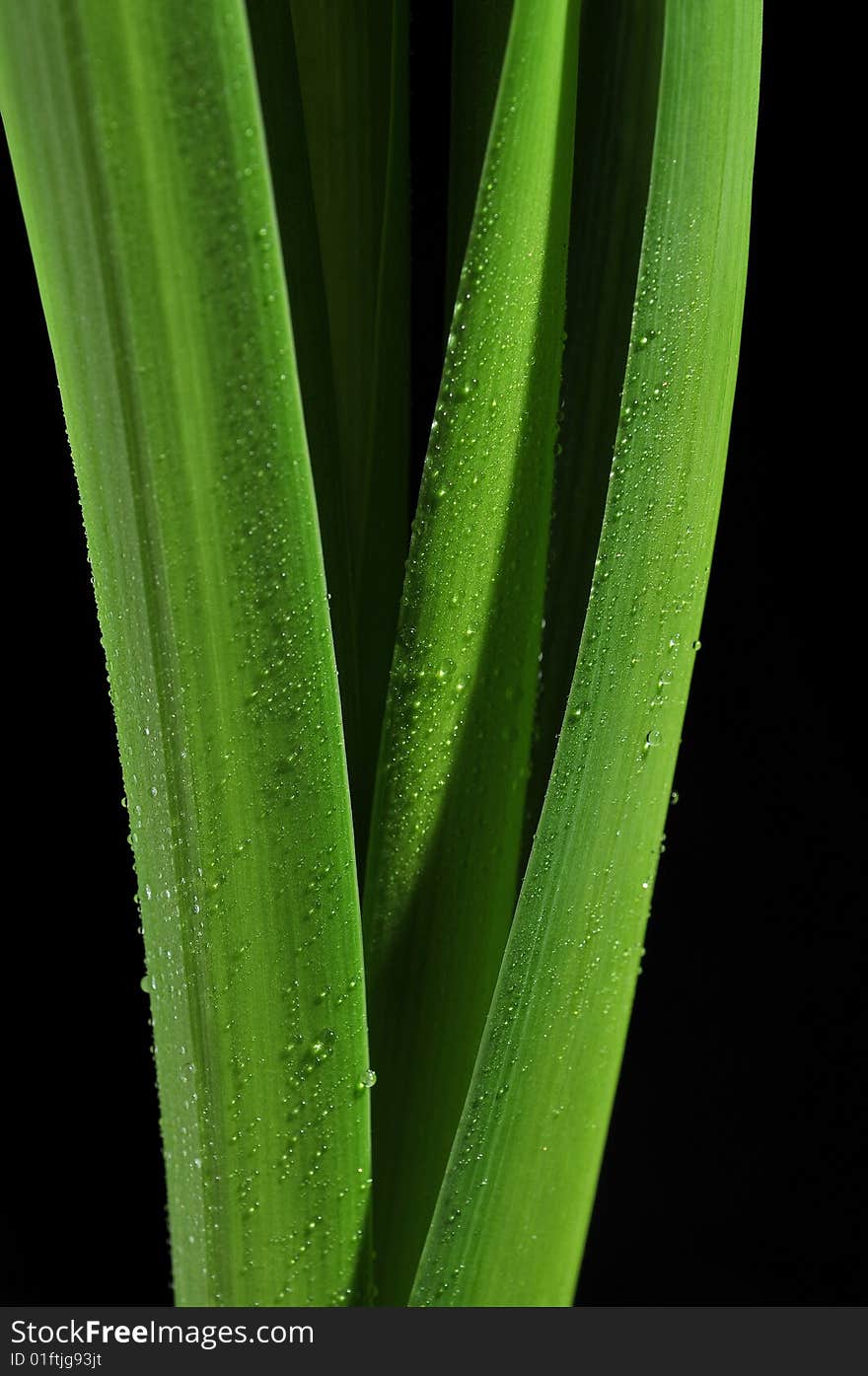 Green leaves with drops on black background