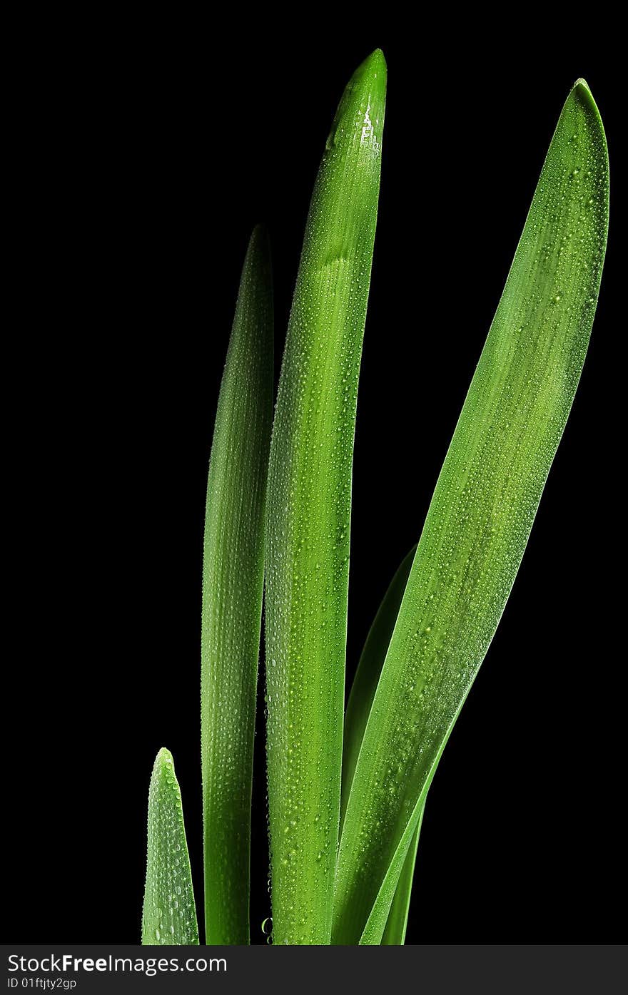 Green leaves with drops on black background