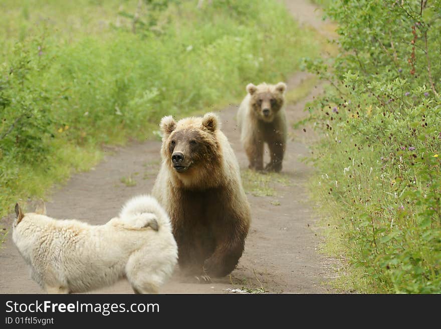 SONY DSC
Two bears in a habitat of dwelling, have met a dog. Kamchatka. SONY DSC
Two bears in a habitat of dwelling, have met a dog. Kamchatka