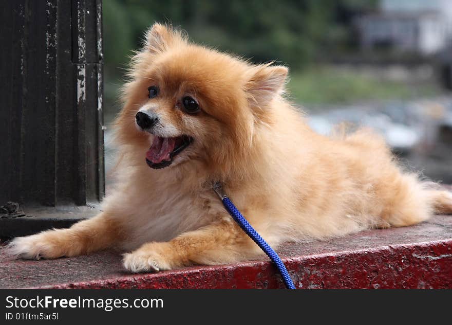 Pomeranian Puppy