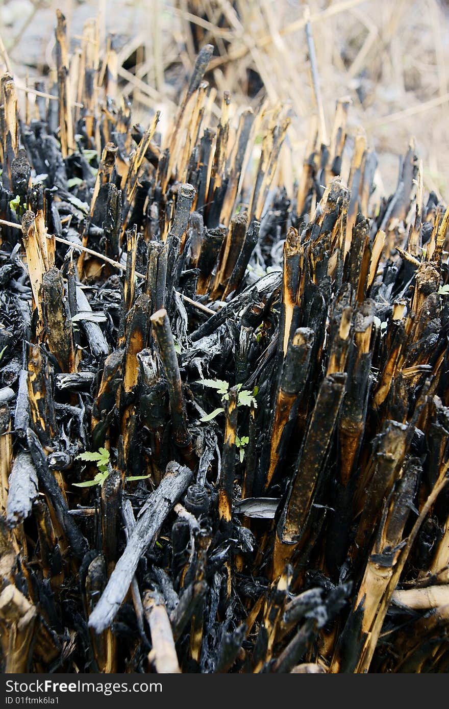 A picture of burned grass, ashes and new buds. A picture of burned grass, ashes and new buds