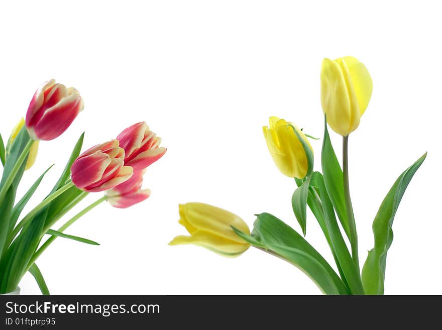 Bouquet of red and yellow tulips on white background