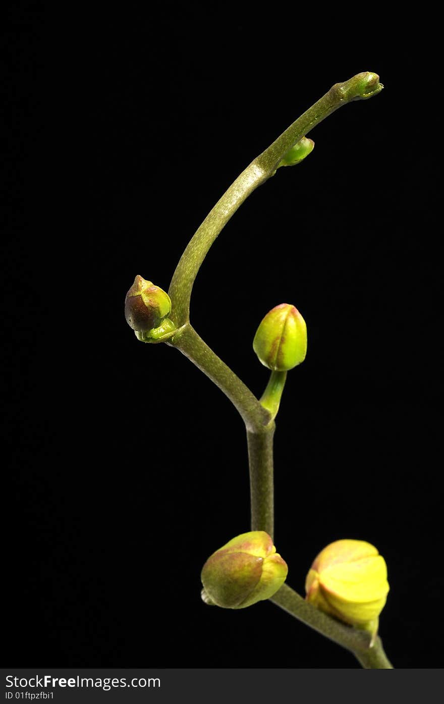 Flowers arrangement over black background