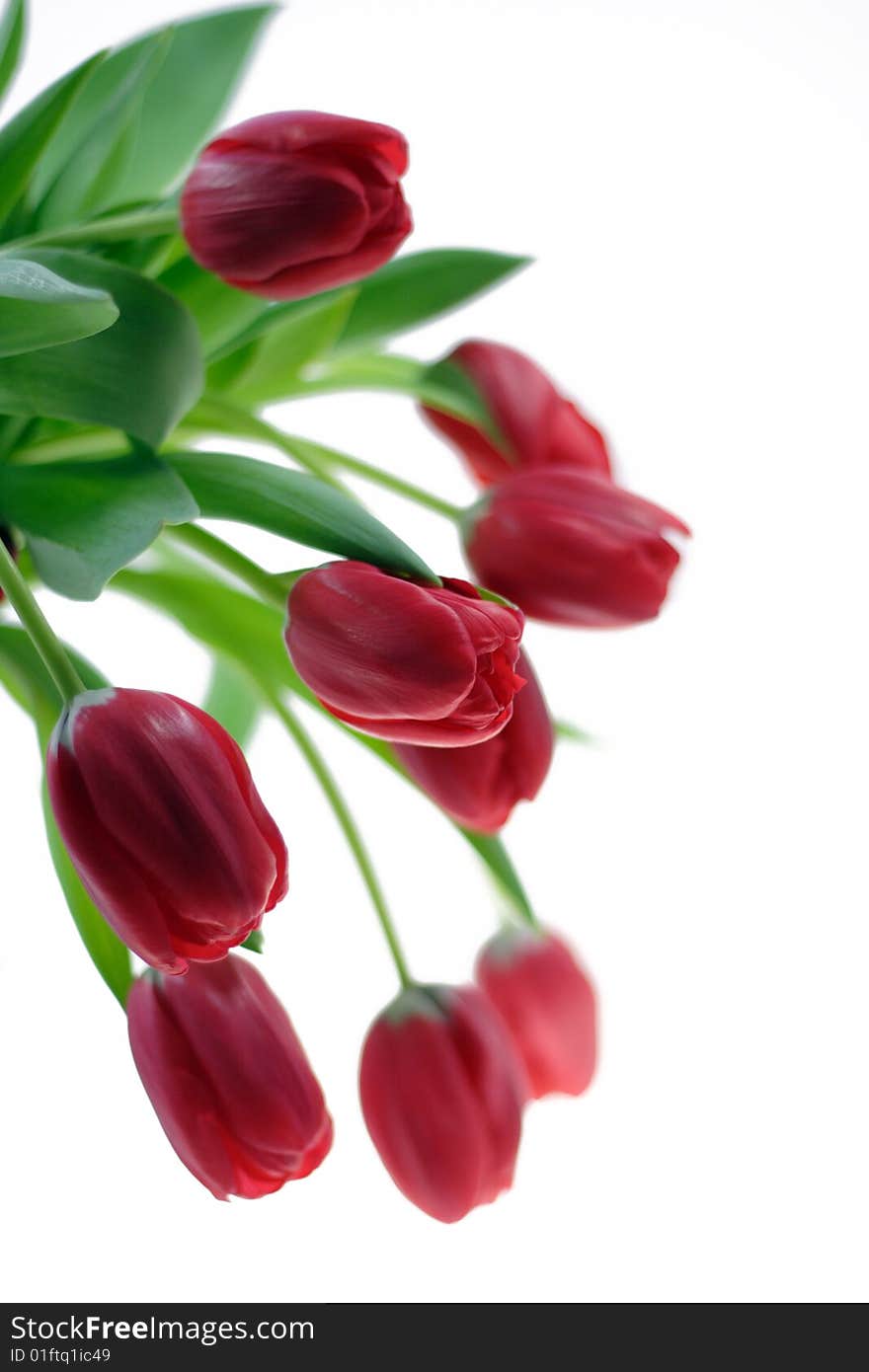 Bouquet of red tulips on white background