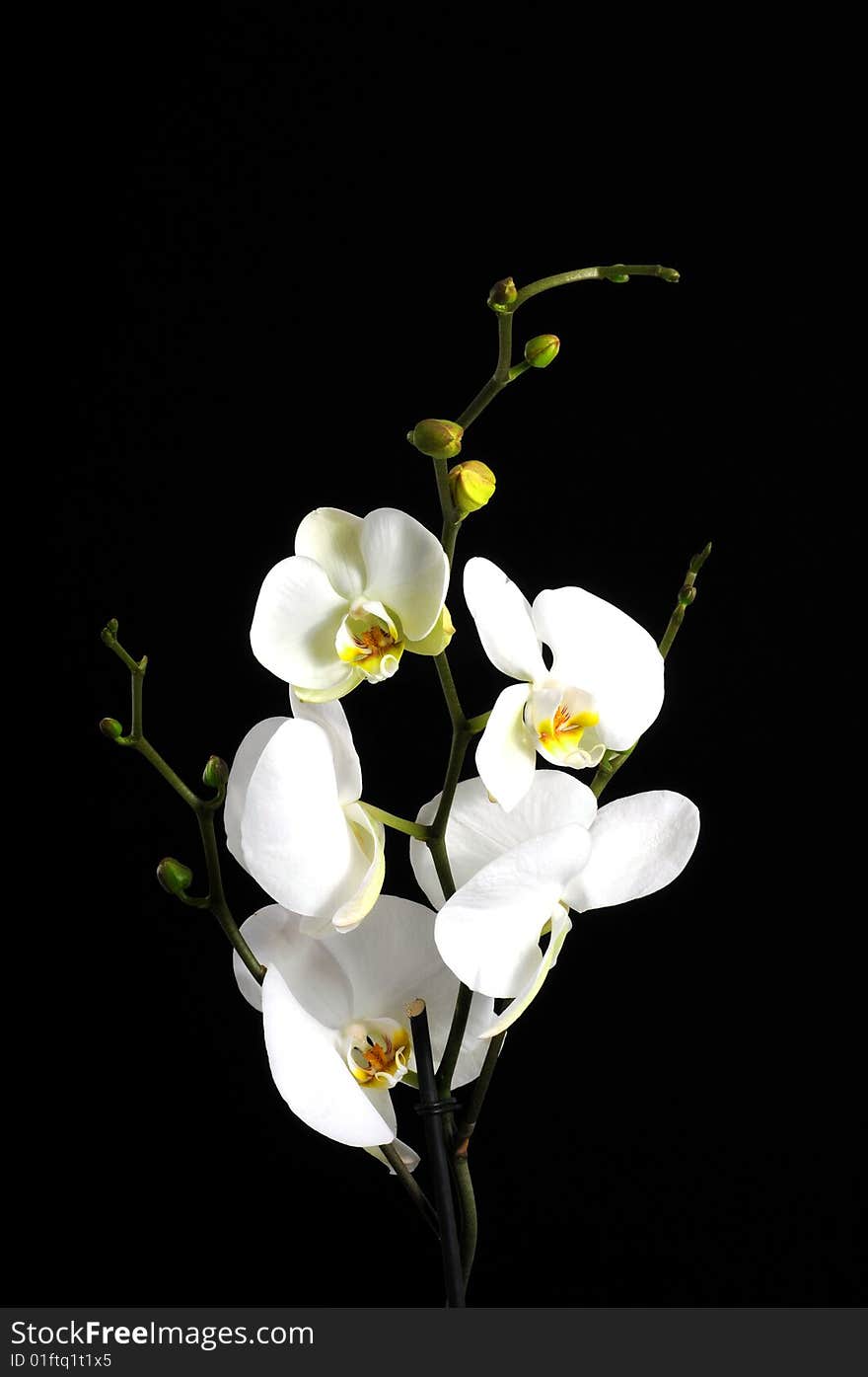 Flowers arrangement over black background