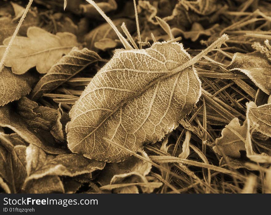 Frosted leaf