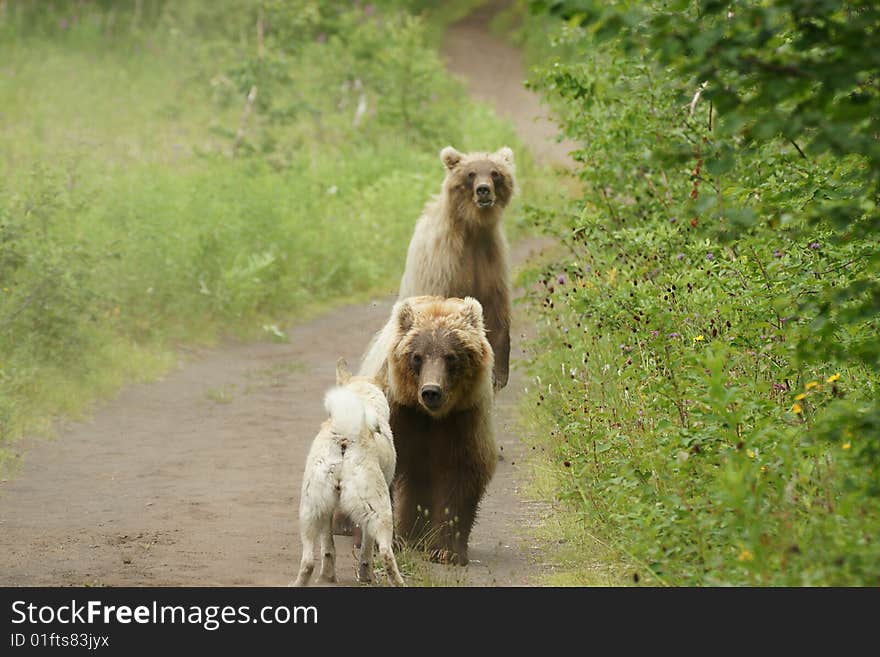 SONY DSC
Two bears in a habitat of dwelling, have met a dog. Kamchatka. SONY DSC
Two bears in a habitat of dwelling, have met a dog. Kamchatka