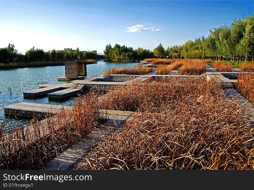 Beautiful autumn lake and reed. Beautiful autumn lake and reed