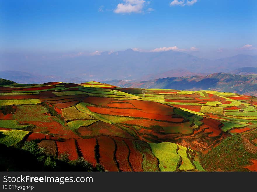 The red field is very beautiful