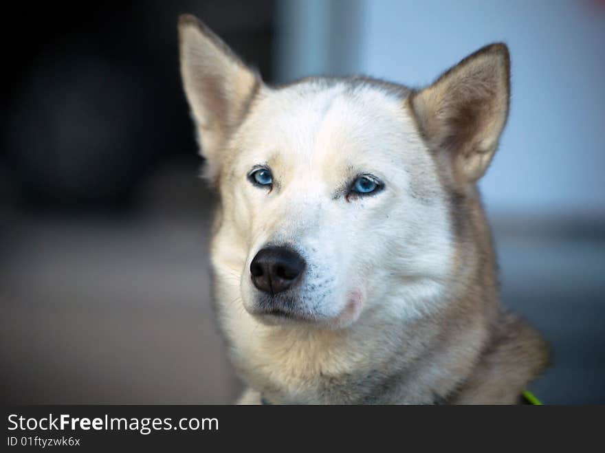 A white fluffy blue-eyed husky. A white fluffy blue-eyed husky