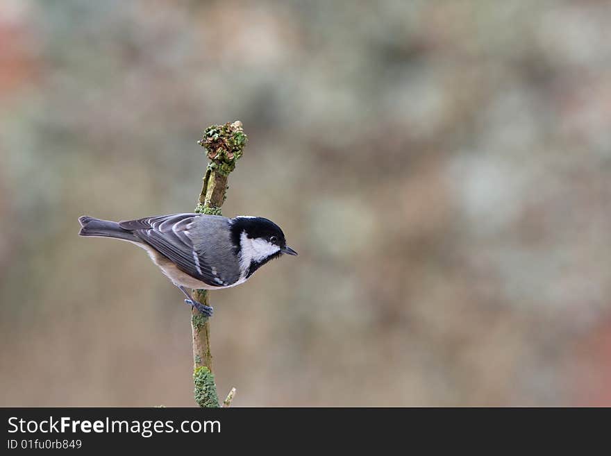 Coal Tit