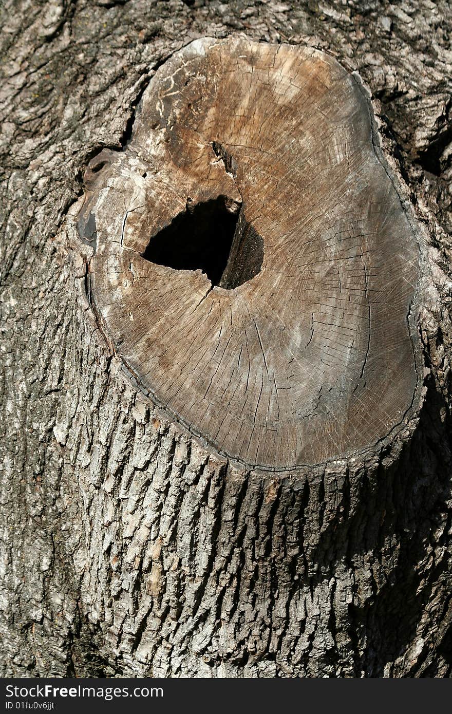 A old tree with a hole