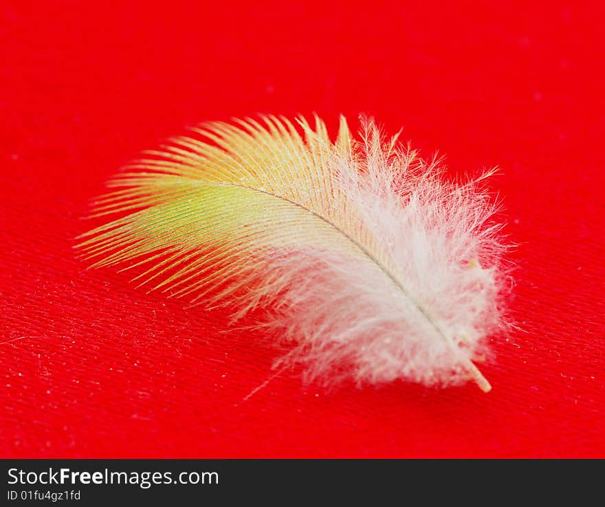 White feather isolated on red background